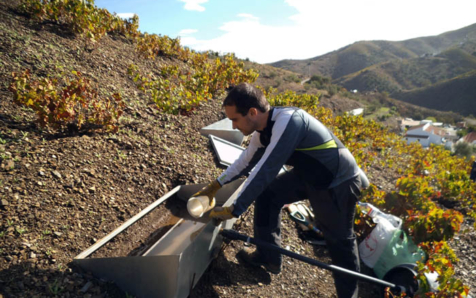 Estudian cómo preservar los suelos de los viñedos para hacer frente a la erosión