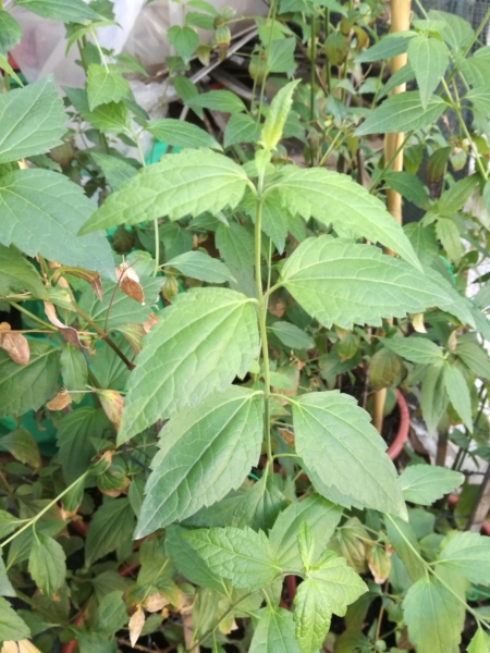 Calea Zacatechichi (Calea ternifolia)