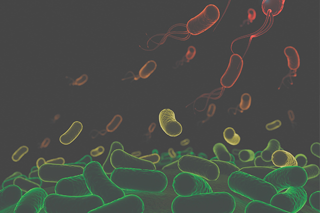Bacterias que causan enfermedades en plantas colaboran para derrotar al sistema inmunológico vegetal